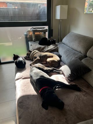 Cuidador de perros