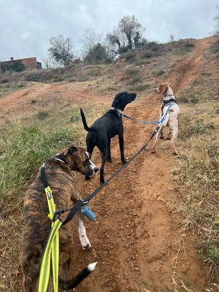 Cuidador de perros
