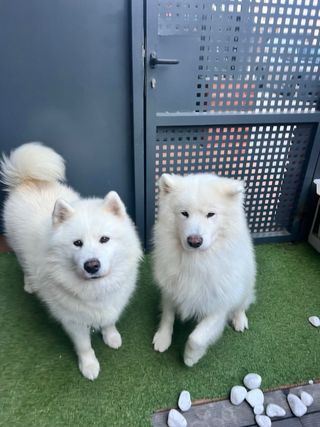 Cuidador de perros