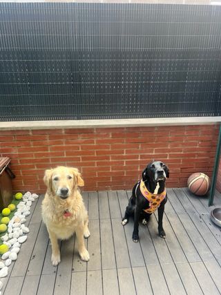 Cuidador de perros