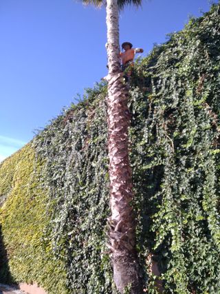 Profesional de poda y tala de arboles