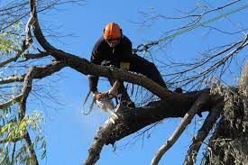 Profesional de poda y tala de arboles