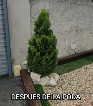 JARDINERO PRECIOS ANTICRISIS