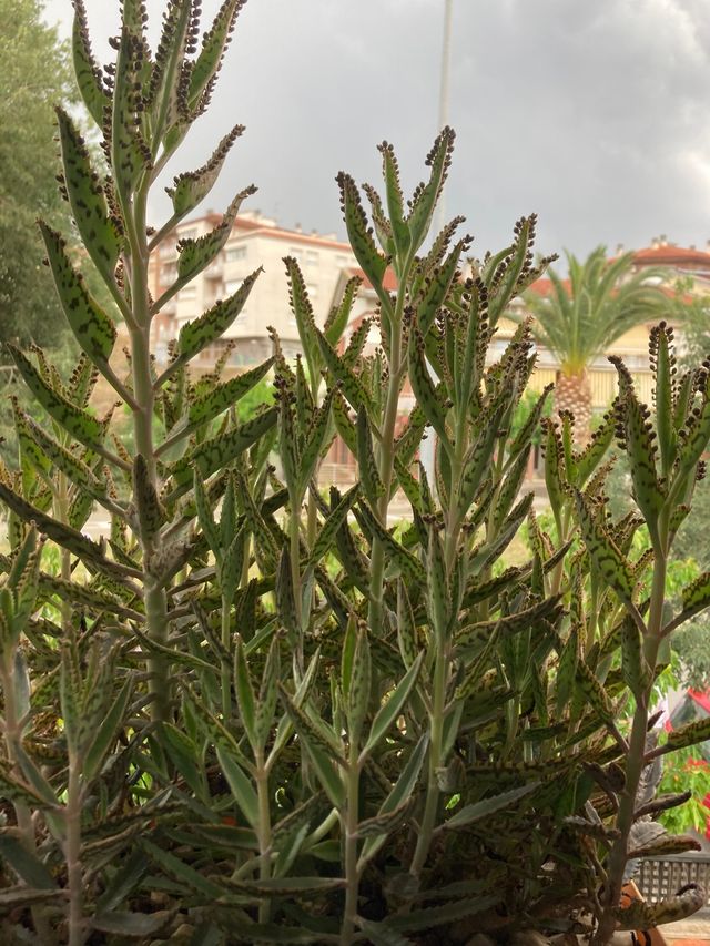 Kalanchoe daigremontiana. Oferta!