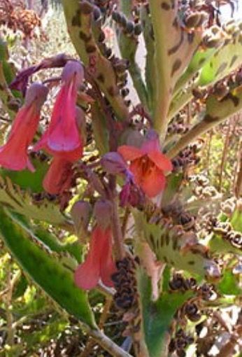 Kalanchoe daigremontiana. Oferta!