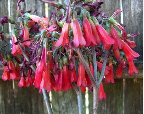 Kalanchoe daigremontiana. Oferta!