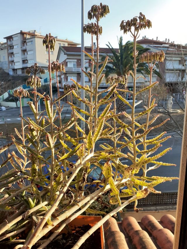 Kalanchoe daigremontiana. Oferta!