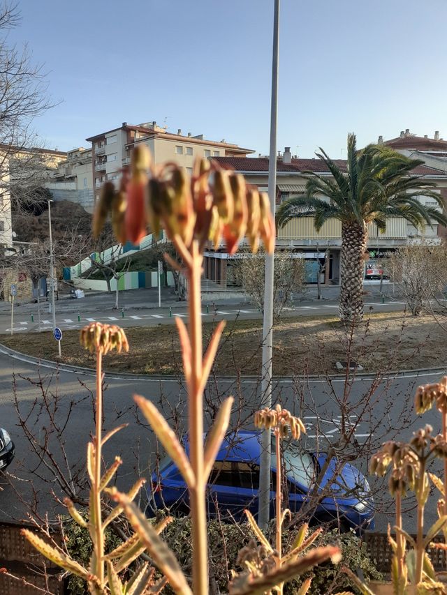 Kalanchoe daigremontiana. Oferta!