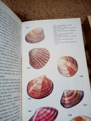 Libros escolares antiguos Libro color estudio