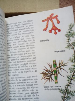 Libros escolares antiguos Libro color estudio