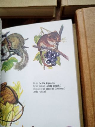 Libros escolares antiguos Libro color estudio