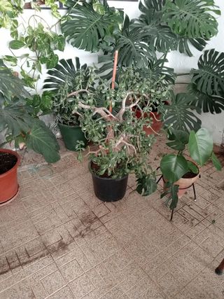 Árbol de Jade Natural