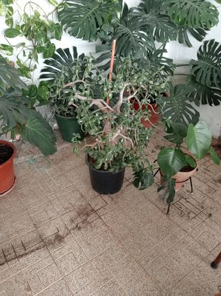 Árbol de Jade Natural