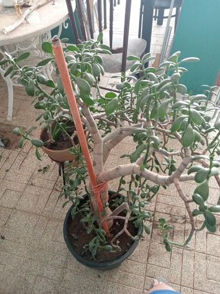 Árbol de Jade Natural