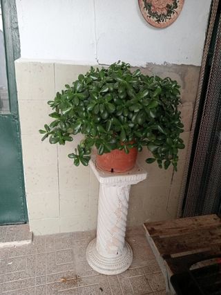 Árbol de Jade Natural