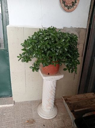 Árbol de Jade Natural