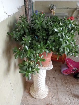 Árbol de Jade Natural