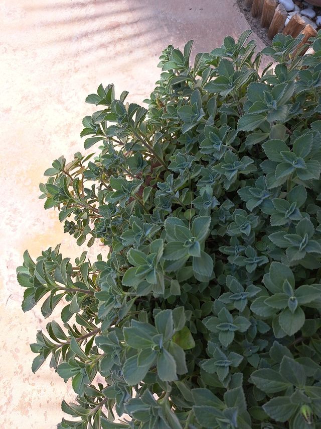 maceta repelente de insectos y mosquitos