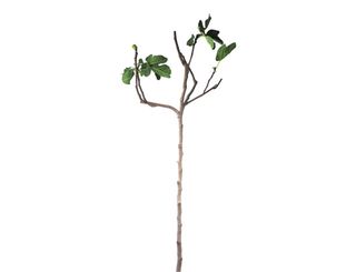 Higuera (ficus carica)