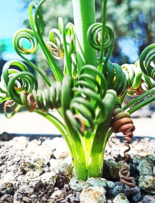 20x Albuca Spiralis seeds