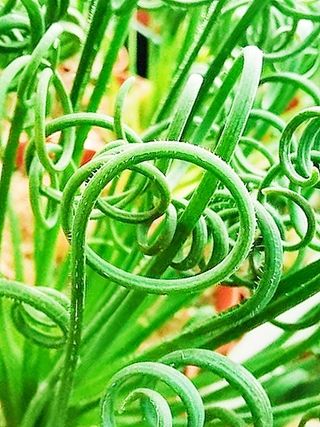 20x Albuca Spiralis seeds