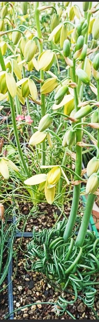 20x Albuca Spiralis seeds