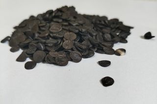 20x Albuca Spiralis seeds