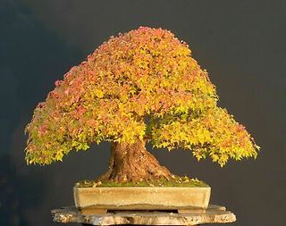 25x Acer Buergerianum seeds / Trident Maple seeds