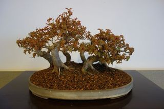 25x Acer Buergerianum seeds / Trident Maple seeds