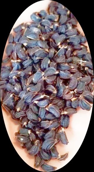 50x Wild celery seeds / semi di Sedano selvatico