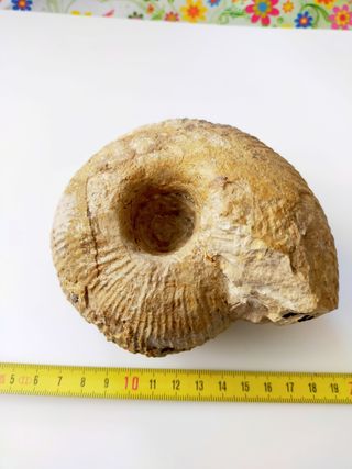 Macrocephalites subtrapezinus fósil