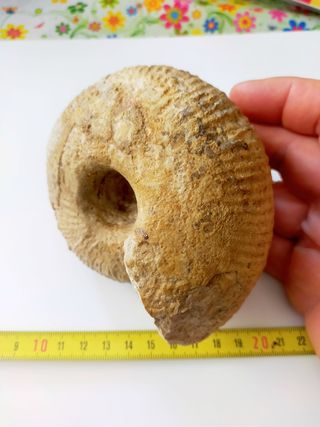 Macrocephalites subtrapezinus fósil