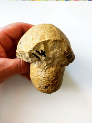 Macrocephalites subtrapezinus fósil