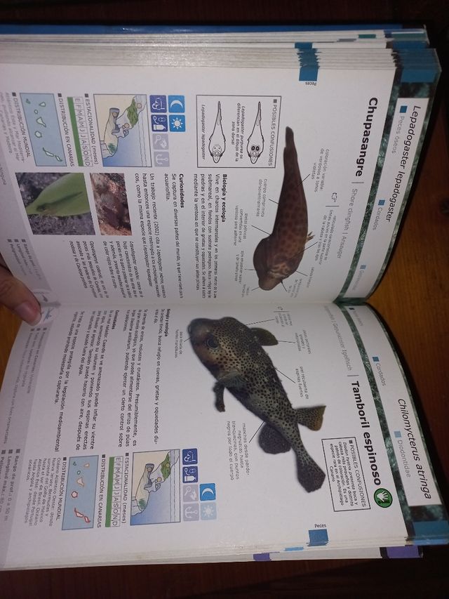 Libro especies marinas de canarias