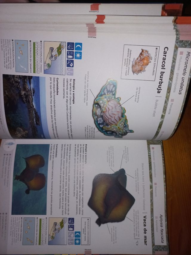 Libro especies marinas de canarias