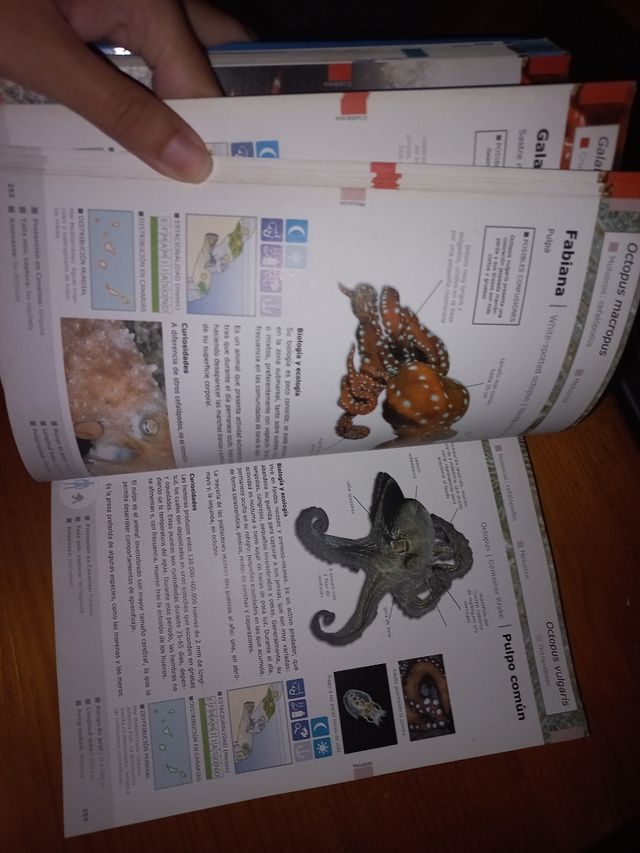 Libro especies marinas de canarias