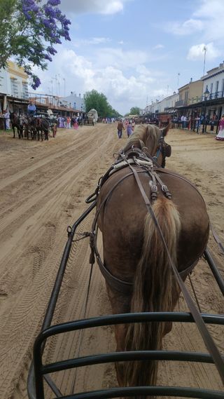 Transporte de Caballos, zona Andalucía y Extremadu