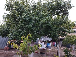 Terreno urbanizado dado para dos calles