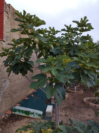 Terreno urbanizado dado para dos calles