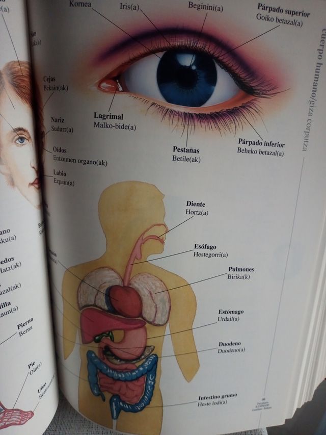 Diccionario Ilustrado Castellano Euskera 