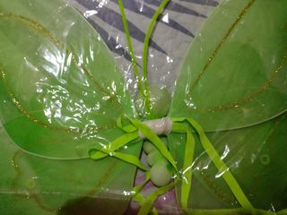 Mariposa verde