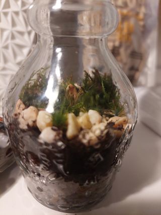 Jardines eternos, Terrarios, a tu gusto