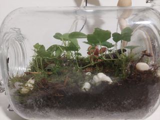 Jardines eternos, Terrarios, a tu gusto