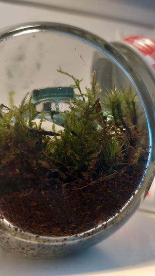 Jardines eternos, Terrarios, a tu gusto