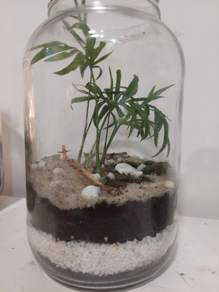 Jardines eternos, Terrarios, a tu gusto