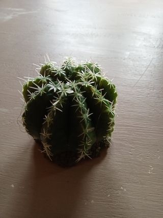 Cactus decorativo acuario