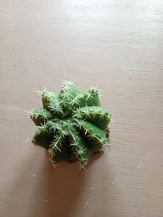 Cactus decorativo acuario