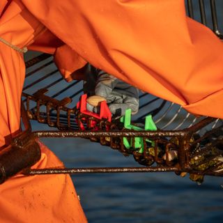 Calibre de rastro para mariscadoras