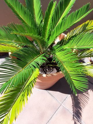 Palmera Cyca, en crecimiento