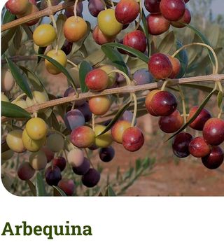 #Fincas en Olivar superintensivo Andalucía.#